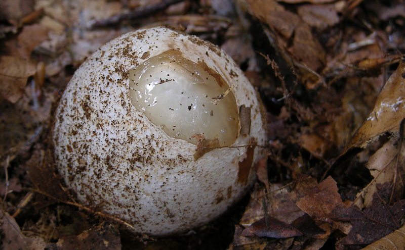 Per funghi con alberto.